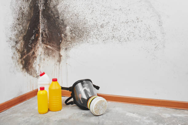 Best Mold Testing and Inspection Services in Cardington, OH