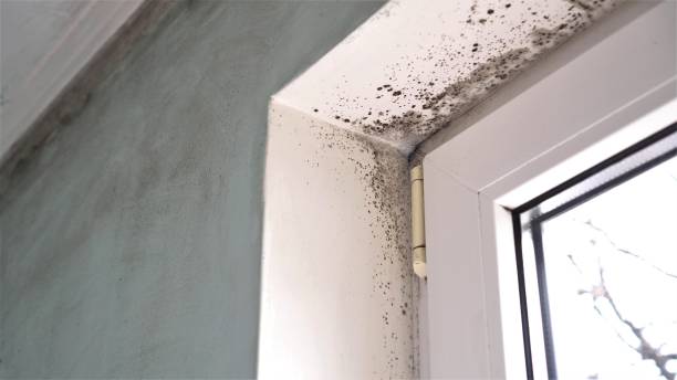 Best HVAC Mold Remediation in Cardington, OH