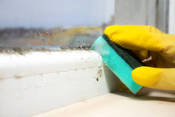 Best Bathroom Mold Remediation in Cardington, OH