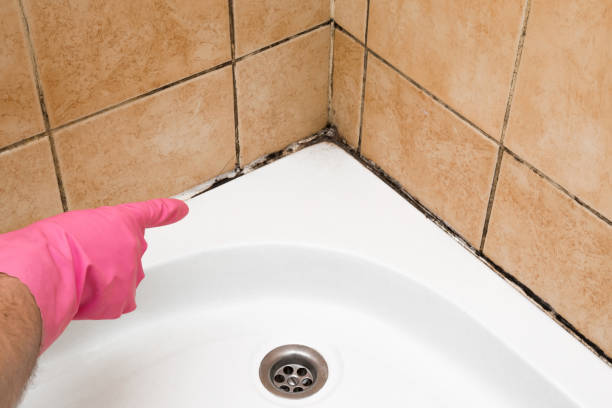 Best Localized Mold Remediation (e.g., coastal areas, humid climates) in Cardington, OH
